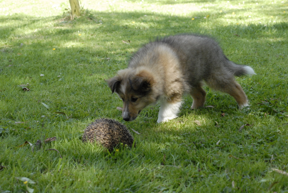 Mercredi 30 juin, les chiots dcouvrent Chataigne ! ...